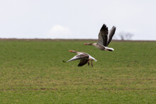 Flying Greylag Goose (anser Anser) 