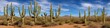 Saguaro desert landscape panoramic image during the daylight. no people--just untouched nature