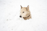 Fototapeta Psy - husky dog covered with snow