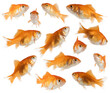 Image of aquarium goldfish they swim together
