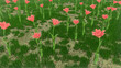 Grass Field Background 3d render