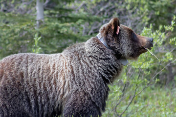 Wall Mural - grizzly bear with ear tag and tracking device around neck