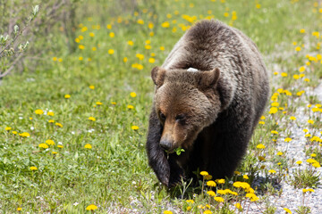 Wall Mural - grizzly bear walking through dandelions 