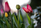 Fototapeta Tulipany - tulipany