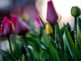 Fototapeta Tulipany - tulipany