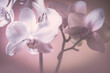 Orchidee Orchideenblüten in weiß pink violett