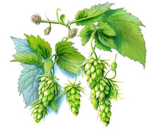 Branch Od Hops Isolated On White Background. Generative AI Illustration In Watercolor Style