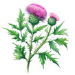 Scotch thistle isolated on white background. Generative AI illustration in realistic watercolor style