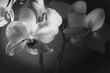 Orchidee Orchideenblüten schwarz weiß monochrom 