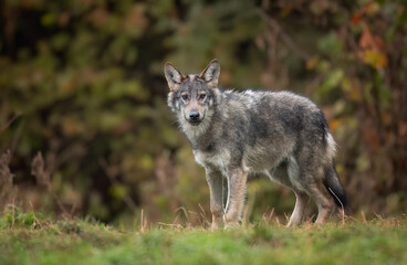 Wall Mural - Grey wolf ( Canis lupus ) close up