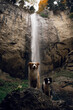 two beautiful dogs against the backdrop of a large waterfall with beautiful light
