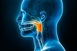 Xray lateral or profile view of the oropharynx 3D rendering illustration with male body contours. Human anatomy, medical, biology, science, medicine, healthcare concepts.