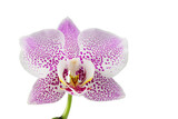 Fototapeta Storczyk - white phalaenopsis orchid flowers on a stem, isolated on a white background