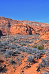 Wall Mural - Snow Canyon State Park Red Sands hiking trail  Cliffs National Conservation Area Wilderness St George, Utah, United States.