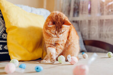 Ginger Cat Playing With Easter Eggs At Home. Pet Having Fun On Couch. Spring Holiday Symbol