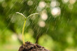 Watering seedling growing sprout. Young plant earth environment day earth garden background growth green garden rain drop green seedling soil. Spray drops water plant sprout soil plant seedling sprout