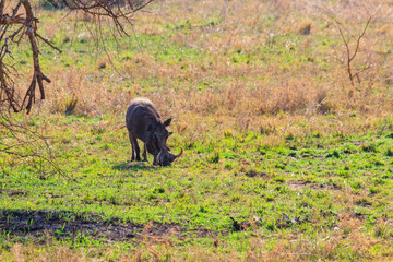 Canvas Print - Common warthog (Phacochoerus africanus) in savanna in Serengeti national park, Tanzania