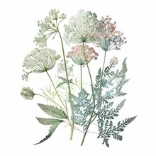 About Watercolor Queen Annes Lace Top 100 Flower Floral Clipart, Isolated On White Background.