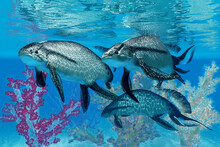 Scaumenacia Fish - Scaumenacia Was A Primitive Jawless Fish That Lived In The Oceans Of The Devonian Period.