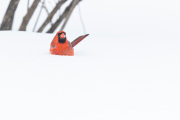 Poster - Northern cardinal (Cardinalis cardinalis) in winter