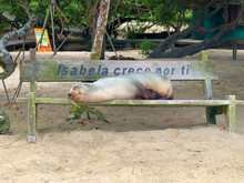 Sea Lion Sleeping On A Bench In A Galapagos Island