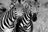 Fototapeta Konie - zebra pair close up