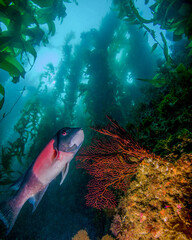 Wall Mural - A California Sheephead Swims Near Coral in a Kelp Forest at the Avalon Underwater Scuba Park on Catalina Island in California