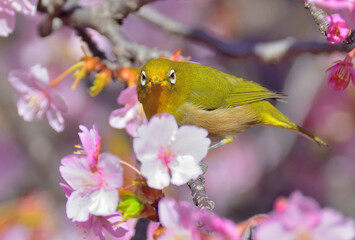 Wall Mural - A white eye and kazwzu cherry blossoms