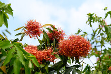 Beautiful Orange Red Ashoka Tree Flower Blooming In Garden