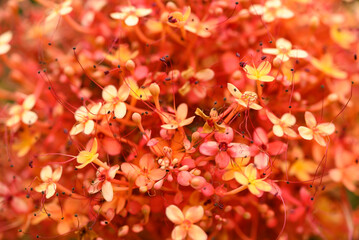 Beautiful Orange red Ashoka tree flower blooming, Nature background