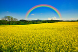 Fototapeta Tęcza - ボヘミア地方の美しい菜の花畑にかかる虹