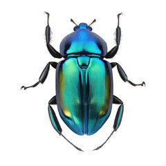 Wall Mural - shiny blue beetle , isolated on transparent background cutout , generative ai