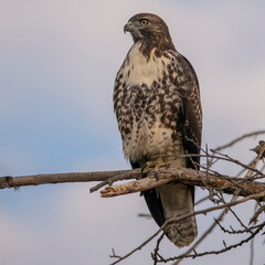 red-tailed hawk