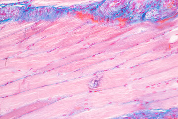 Wall Mural - Adipose tissue human, Soft palate human, Bone human and Striated (skeletal) muscle human under the microscope in Lab.