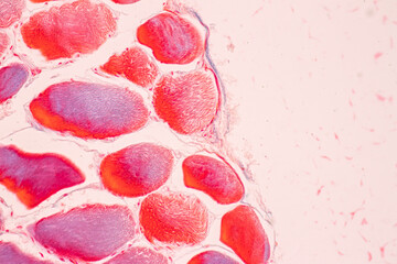 Wall Mural - Adipose tissue human, Soft palate human, Bone human and Striated (skeletal) muscle human under the microscope in Lab.