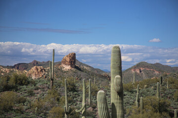 Poster - cactus in the desert