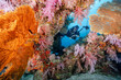 © zephyr_p - Male Scuba diver with camera posing through colorful soft coral reef and Giant Gorgonian Sea Fan coral at North Andaman, a famous scuba diving dive site and stunning underwater landscape in Thailand.