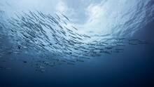 School Of Barracuda Fish In The Blue Ocean. Large Group Of Marine Life Swimming Together In Andaman Sea, Thailand.