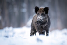 Wild boar in winter scenery ( Sus scrofa )