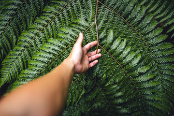 Wall Mural - Fern Leaves,Dark green fern foliage