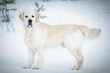Beautiful golden retriever posing for picture during snow winter