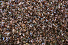 Large Heap Of Empty Seashells, Massachusetts, USA