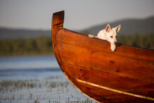 White Dogs Living In Villages In Swedish Lapland. Shown In Boat And On Lake.