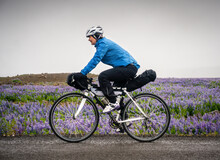 Cycling Through The Lupine
