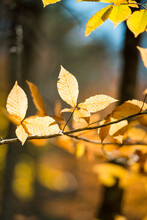 Detail View Of Autumn Leaves On Branch Of Tree In Rhode Island