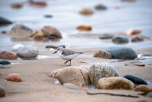 Piping PloverÂ (Charadrius Melodus) On Beach
