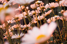 Oxeye Daisy (Leucanthemum Vulgare) Flowers