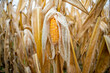 © Cavan Images - Yellow corn in field
