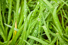 Early Morning Dew On Green Grass At Domaine De Mero, Plonevez-du-Faou, Brittany, France