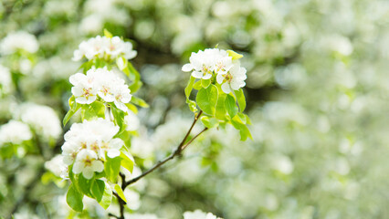 Wall Mural - Spring apple tree with white flowers. Spring border or background art with white flowers. Beautiful nature with a blooming tree and sunlight.	